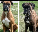 Small Photo #1 Boxer Puppy For Sale in SHERIDAN, IN, USA