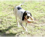 Small #1 English Coonhound