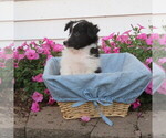 Small #2 Shetland Sheepdog