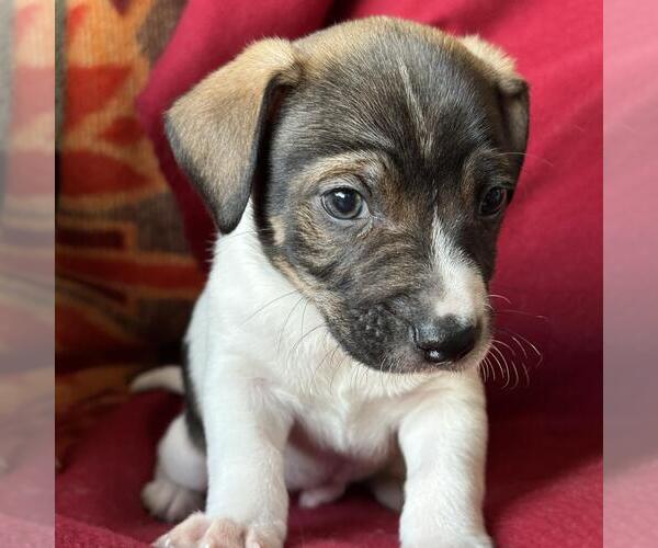 Medium Photo #6 Jack Russell Terrier-Unknown Mix Puppy For Sale in San Diego, CA, USA