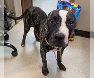 Plott Hound-Unknown Mix Dogs for adoption in Plano, TX, USA