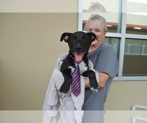 Medium Photo #1 Labrador Retriever-Unknown Mix Puppy For Sale in McKinney, TX, USA