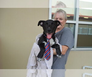 Labrador Retriever-Unknown Mix Dogs for adoption in McKinney, TX, USA