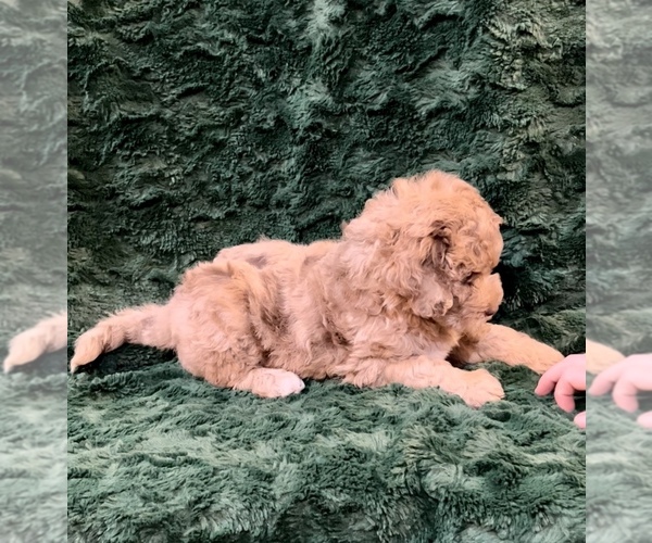 Medium Photo #16 Miniature Bernedoodle Puppy For Sale in GREEN FOREST, AR, USA