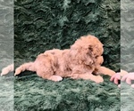 Small Photo #16 Miniature Bernedoodle Puppy For Sale in GREEN FOREST, AR, USA