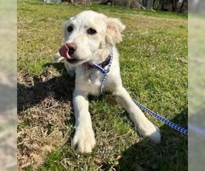 Irish Setter-Labrador Retriever Mix Dogs for adoption in Bristol, CT, USA