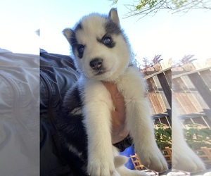 Siberian Husky Puppy for sale in MADISON, CA, USA
