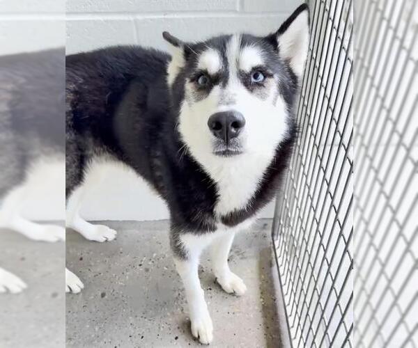 Medium Photo #2 Siberian Husky Puppy For Sale in Houston, TX, USA