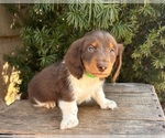 Small #2 Dachshund