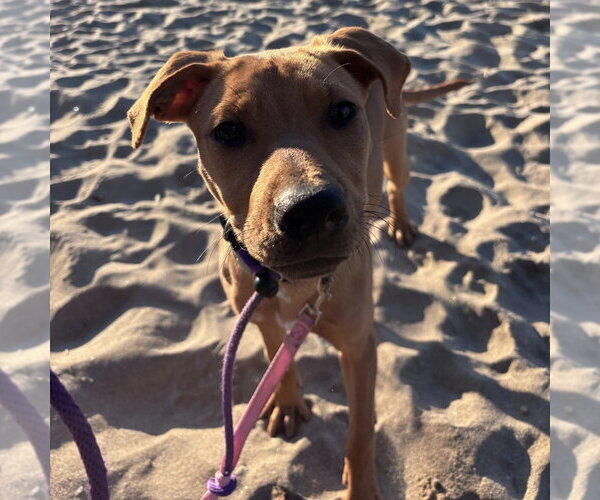 Medium Photo #9 Labrador Retriever-Unknown Mix Puppy For Sale in Boston, MA, USA