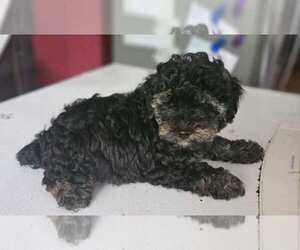 YorkiePoo Puppy for sale in CONWAY, SC, USA
