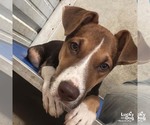 Small #3 Mutt
