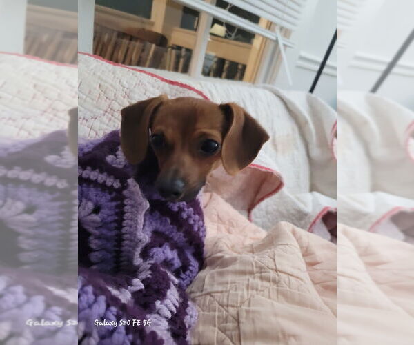 Medium Photo #3 Dachshund Puppy For Sale in York, SC, USA