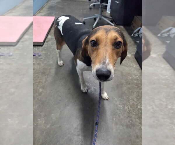 Medium Photo #3 Coonhound Puppy For Sale in Evansville, IN, USA