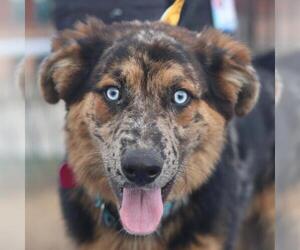 Mutt Dogs for adoption in San Antonio, TX, USA