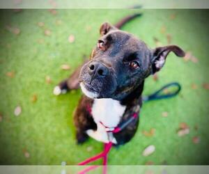 Labrador Retriever-Unknown Mix Dogs for adoption in Orlando, FL, USA