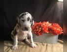 Small Photo #1 Great Dane Puppy For Sale in NEENAH, WI, USA