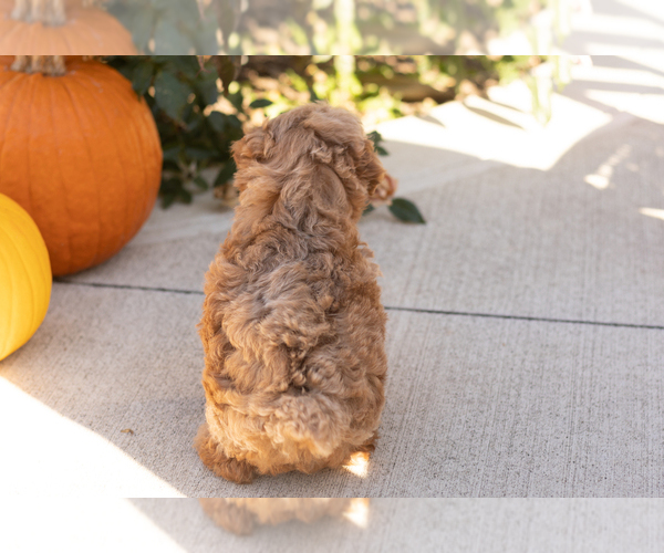 Medium Photo #7 Poodle (Miniature) Puppy For Sale in NAPPANEE, IN, USA
