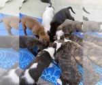Small Photo #11 American Pit Bull Terrier Puppy For Sale in MIAMI, FL, USA
