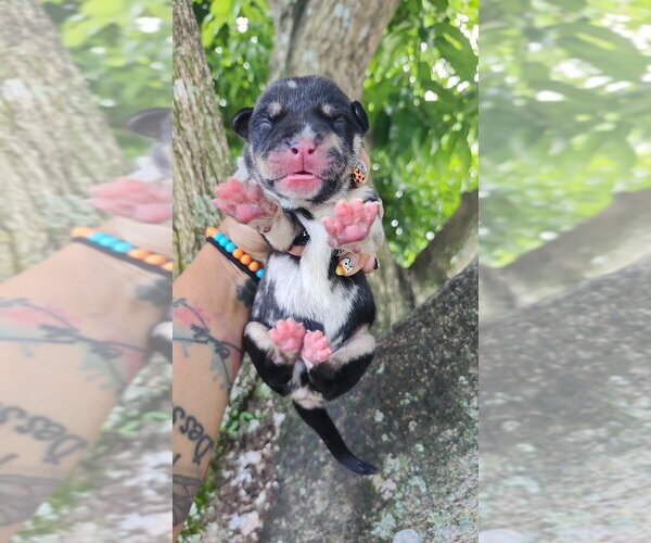 Medium Photo #1 Mutt Puppy For Sale in Oakland Park , FL, USA