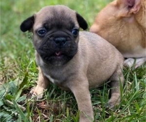 French Bulldog Puppy for sale in HICKORY, NC, USA