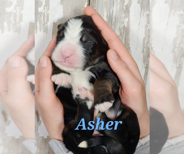 Medium Photo #1 Bernedoodle Puppy For Sale in HIGGINSVILLE, MO, USA