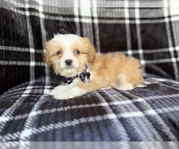 Medium Photo #6 Cavapoo Puppy For Sale in LAKELAND, FL, USA