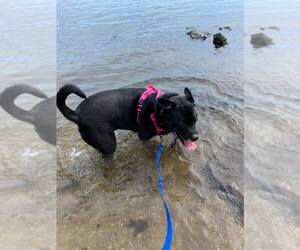 Sadie - Female Labrador Retriever-Unknown Mix Dog for Adoption - Photo #37