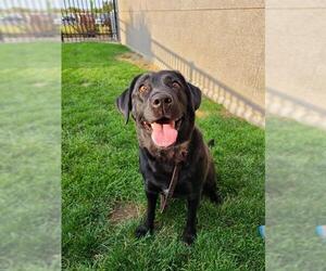 Labrador Retriever Dogs for adoption in Ogden, UT, USA