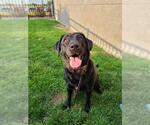 Small Labrador Retriever