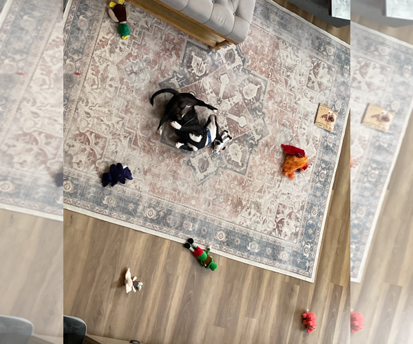 Medium Photo #3 Beagle-Unknown Mix Puppy For Sale in Holly Springs, NC, USA