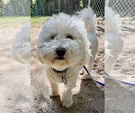 Small #1 Bichon Frise Mix