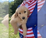 Small #3 Golden Retriever