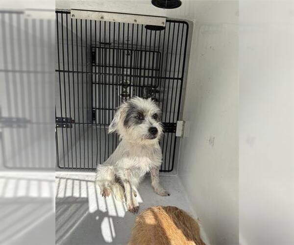 Medium Photo #1 Border Terrier Puppy For Sale in Houston, TX, USA