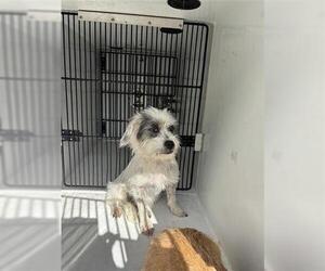 Border Terrier Dogs for adoption in Houston, TX, USA