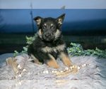 Small Photo #25 German Shepherd Dog Puppy For Sale in REBERSBURG, PA, USA