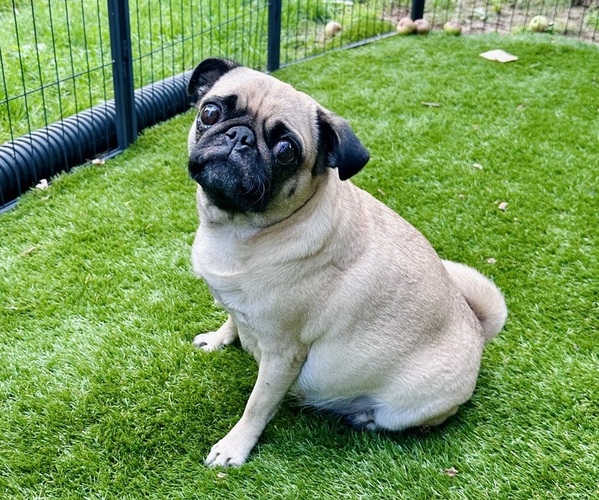 Medium Photo #9 Pug Puppy For Sale in CEDAR RAPIDS, IA, USA