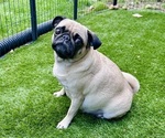 Small #8 Pug