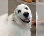 Small Great Pyrenees Mix