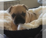 Puppy 2 French Bulldog