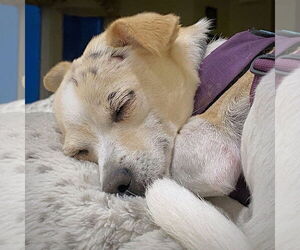 Raya (MD) - Female Rat-Cha Dog for Adoption - Photo #2