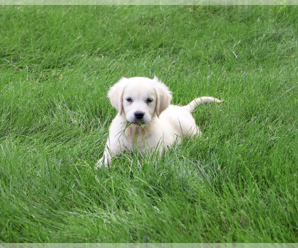 Medium Photo #1 Golden Retriever Puppy For Sale in SYRACUSE, IN, USA