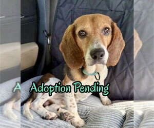 Beagle Dogs for adoption in Dunnellon, FL, USA