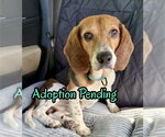 Small Beagle