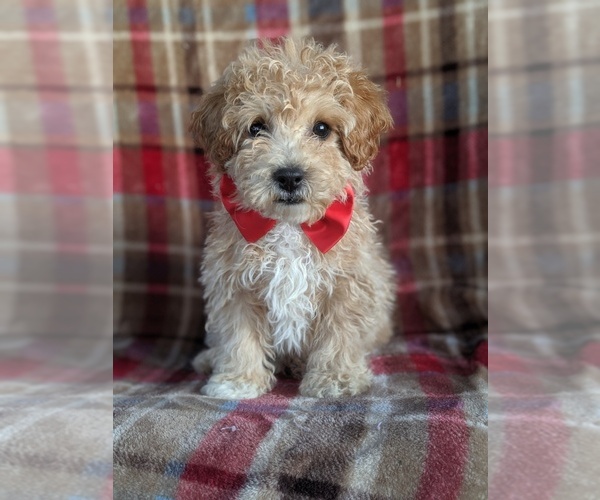 Medium Photo #1 Bichpoo Puppy For Sale in LANCASTER, PA, USA