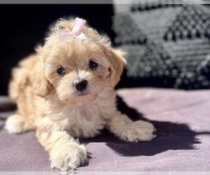 Cavapoo Puppy for sale in HUNTINGTON, WV, USA