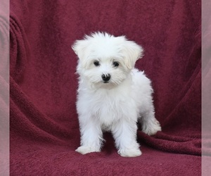 Maltese Puppy for sale in BALTIC, OH, USA