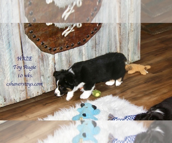Medium Photo #7 Aussie-Corgi Puppy For Sale in LIND, WA, USA