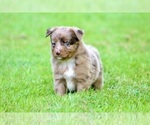 Small Photo #18 Australian Shepherd Puppy For Sale in NEWTON FALLS, OH, USA