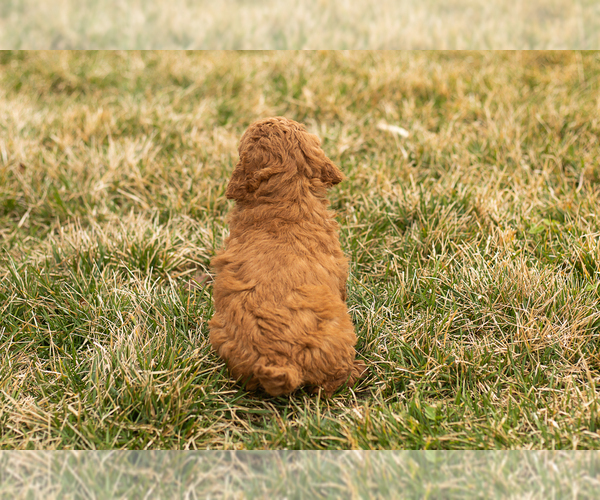 Medium Photo #8 Goldendoodle (Miniature) Puppy For Sale in TOPEKA, IN, USA